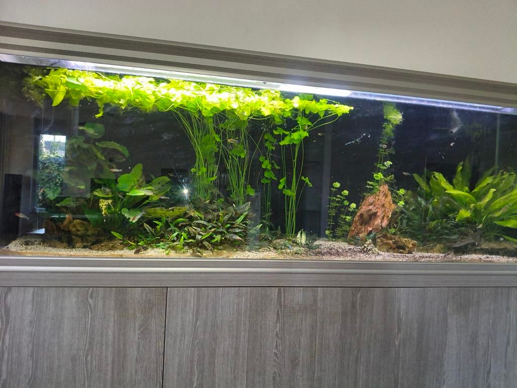 Aquarium planten, Dieren en Toebehoren, Vissen | Aquaria en Toebehoren, Ophalen, Nieuw, Plant(en), Steen of Hout