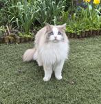 Prachtige Ragdoll kater van 2 Jaar.