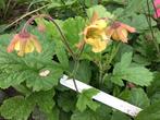 Geum Fluffy Yellow - nagelkruid, Tuin en Terras, Volle zon, Vaste plant, Lente, Ophalen