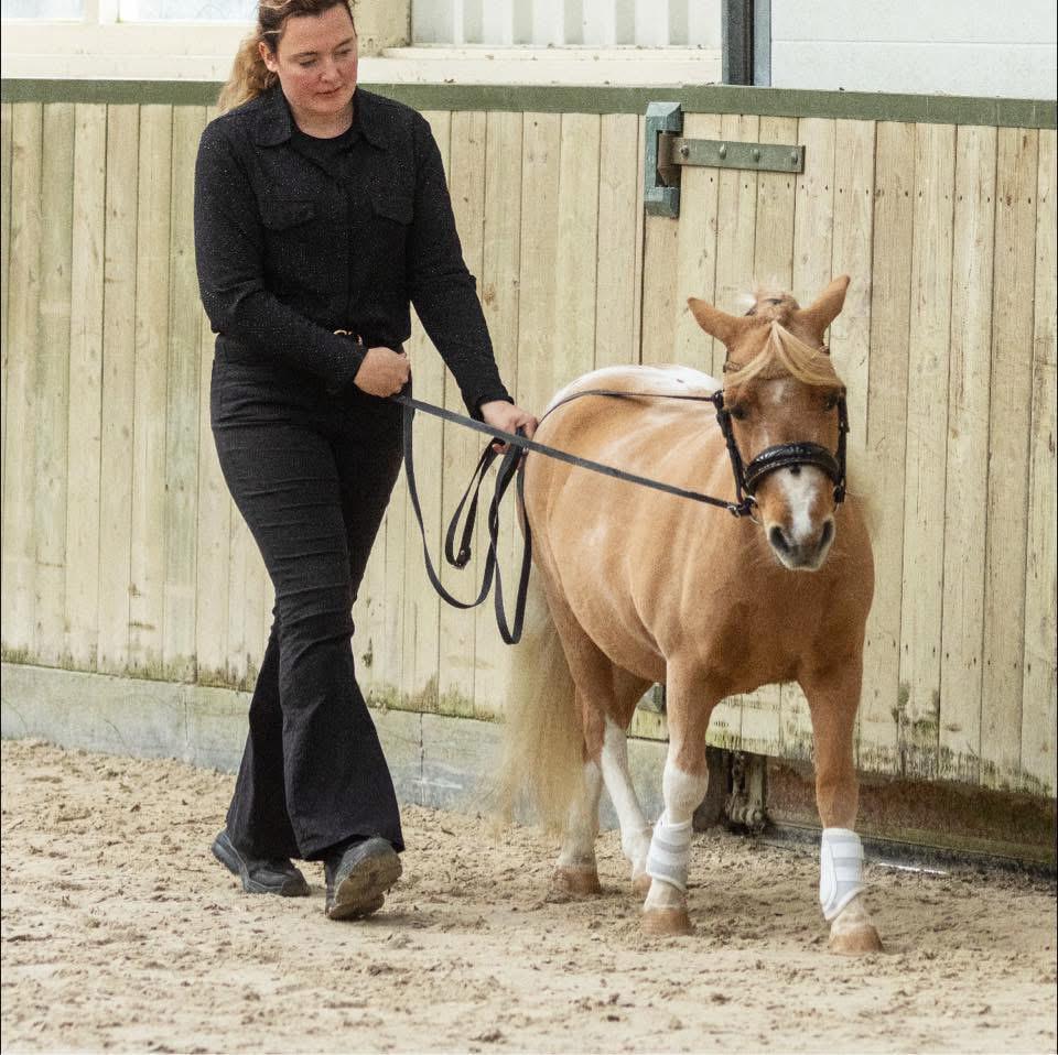 Gezocht stalling/weidegang, Ophalen of Verzenden, Nieuw, Overige soorten