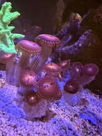 Zoanthus alien explosion koraal, Overige typen