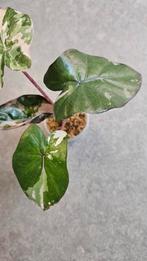 Alocasia Serendipity Pink Variegata, Ophalen of Verzenden, Halfschaduw, Minder dan 100 cm