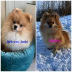 Pomeriaan pupies verwacht, Overige rassen, 8 tot 15 weken, Teef, Parvo