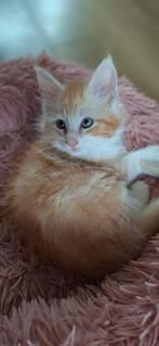 *** Maine coon katertjes ***  red silvertabby nog 1, Kater, Met stamboom