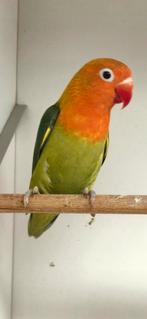 Groen/lutino fischeri, Geslacht onbekend, Dwergpapegaai of Agapornis, Geringd