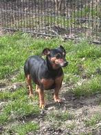 Jack Russel teefje, Parvo, Jack Russell Terriër, Teef, Eén hond