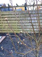 Perenboom, Ophalen, 100 tot 250 cm, Perenboom, Zomer