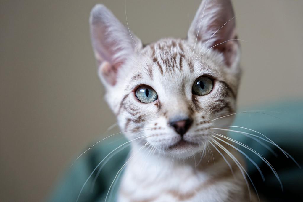 Bengaal kitten (kater) – 4 maanden – geboren op 10/12, Kater, Gechipt, 0 tot 2 jaar