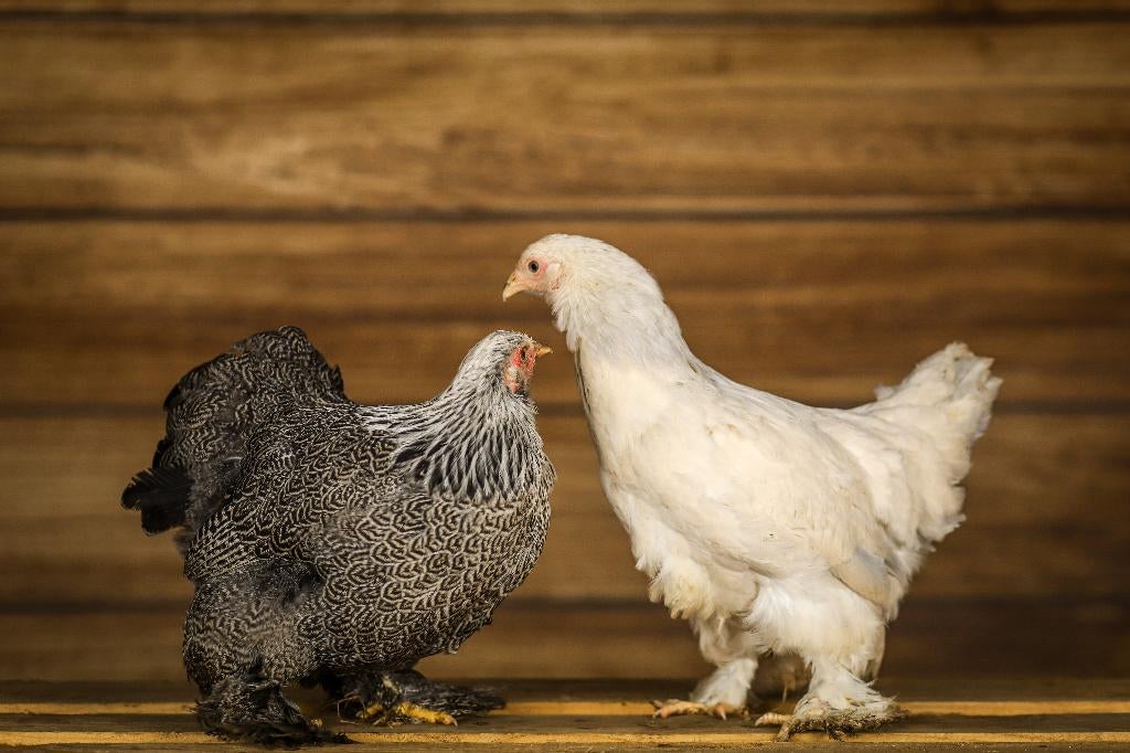Brahma krielkippen | Mooie kippen | Goede leggers, Dieren en Toebehoren, Pluimvee, Vrouwelijk, Kip