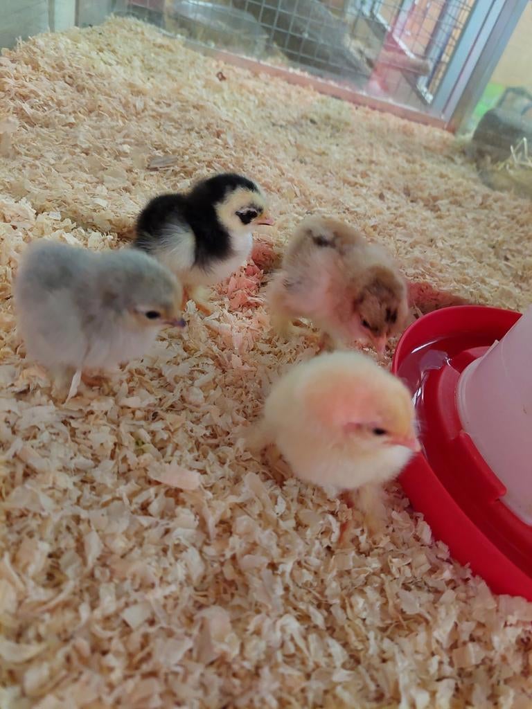 Gesekste Cochin kriel kuikens, Dieren en Toebehoren, Pluimvee, Vrouwelijk, Kip