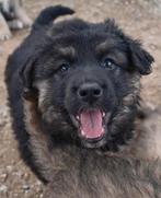 Italiaanse x Duitse herders kruising pups, 8 tot 15 weken, Parvo, Meerdere, Meerdere dieren