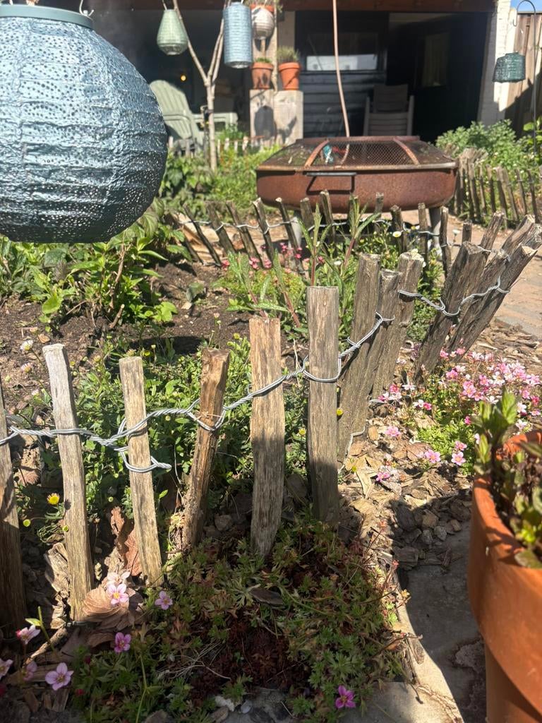 Schapenhekjes 30 cm hoog. (Gratis op te halen), Ophalen, Halfschaduw, Overige soorten, 100 tot 250 cm