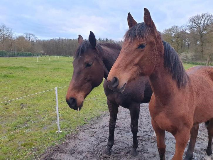 Lease paard aangeboden, Dieren en Toebehoren, Paarden en Pony's | Overige Paardenspullen, Ophalen of Verzenden