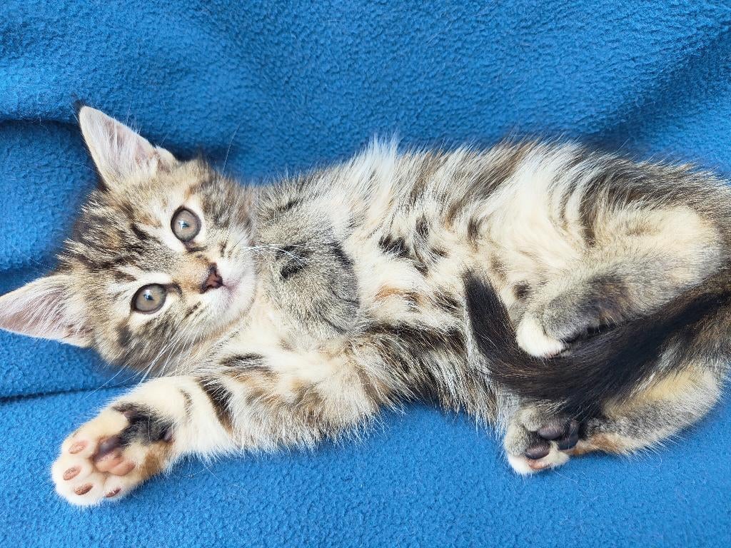 Leuke kittens  gereserveerd, Meerdere dieren, Kortharig, 0 tot 2 jaar