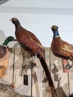 opgezette bosfazant fazant jacht vogel hert, Ophalen, Zo goed als nieuw, Vogel, Opgezet dier