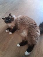 Heilige birmaan seal point 3 jaar oud., Kater, Ontwormd, 3 tot 5 jaar