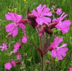 Koekoeksbloem, Tuin en Terras, Planten | Tuinplanten, Ophalen, Zomer, Overige soorten, Volle zon