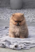 zeer kleine pomeranian pups (NL gefokt) stamboom, Parvo, Keeshond, 8 tot 15 weken, Meerdere