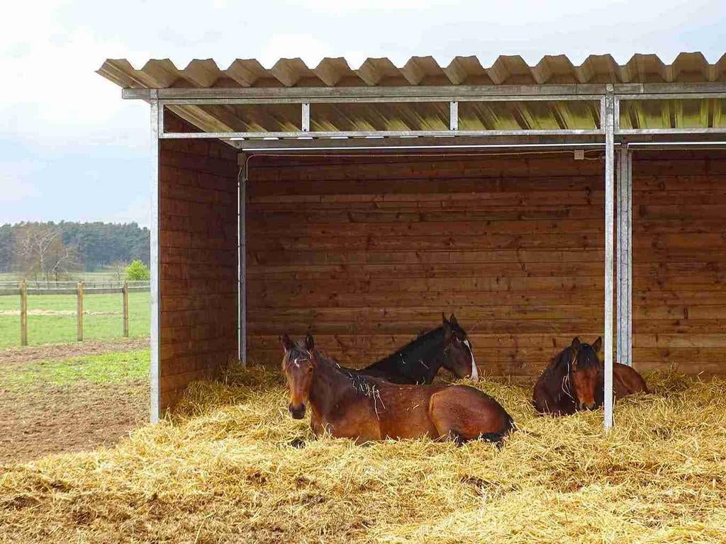 Gezocht!! Weidegang voor pony/paard, Dieren en Toebehoren, Stalling en Weidegang, Weidegang, 1 paard of pony