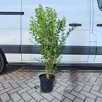 Ligustrum Ovalifolium Liguster haag 150cm, Ophalen of Verzenden, Liguster, Haag, 100 tot 250 cm