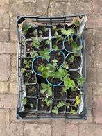 Aardbeienplantjes - Kweek je eigen aardbeien!, Tuin en Terras, Planten | Tuinplanten, Ophalen, Volle zon, Vaste plant, Fruitplanten