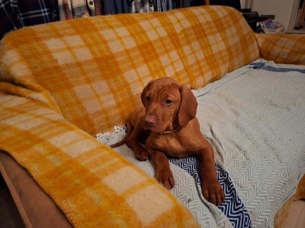 Mooi vizsla reutje te koop, Dieren en Toebehoren, Honden | Setters en Staande honden, Parvo, Nederland, 8 tot 15 weken, Eén hond