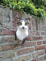 Opgezette kop kat taxidermy poes cat schedel huisdier gothic, Ophalen, Hond of Kat, Gewei of Kop