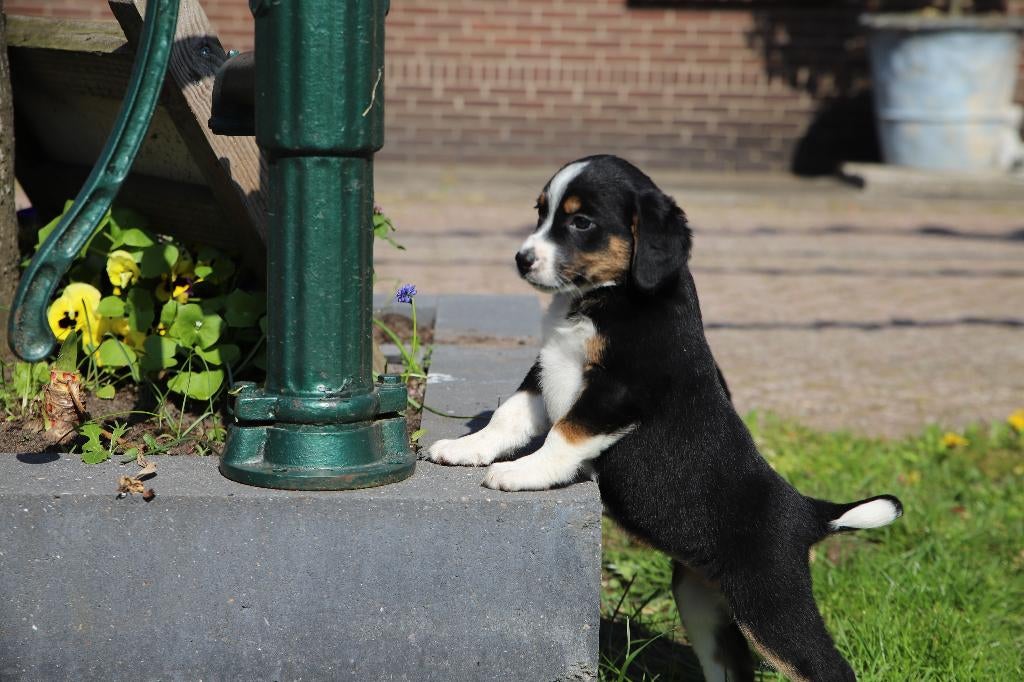 Te koop Berner Sennen pups, Parvo, 8 tot 15 weken, Meerdere, Meerdere dieren