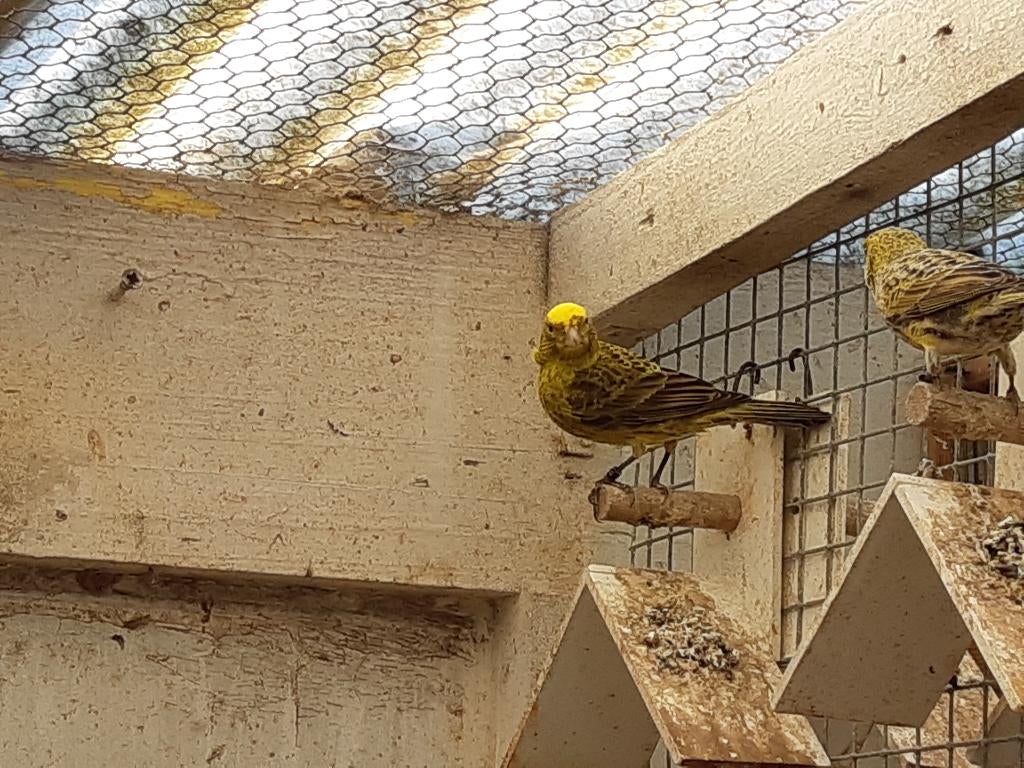 kanarie, Dieren en Toebehoren, Vogels | Kanaries, Meerdere dieren, Kleurkanarie