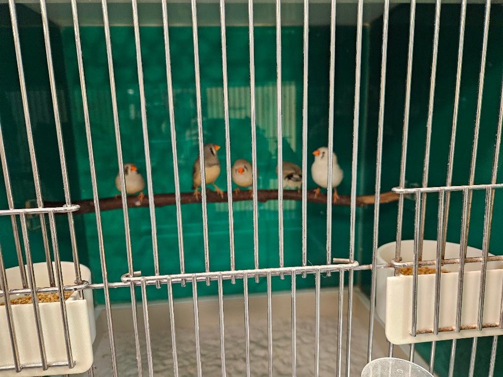 Taeniopygia castanotis Zebravink, Dieren en Toebehoren, Vogels | Overige Vogels, Tropenvogel, Meerdere dieren