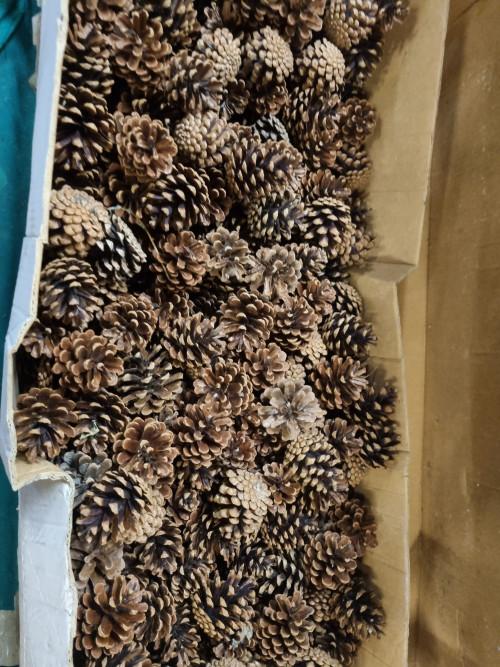 dennenappels rond 7h x6 d gemiddeld, Ophalen of Verzenden, 'T Olde Gre-j, Info@toldegrej.nl, Endepoelstraat 20f Didam