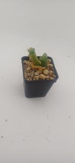 conophytum, Vetplant, Ophalen of Verzenden, Minder dan 100 cm, Volle zon