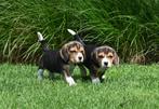 Prachtige Beagle pups met stamboom !, Beagle, CDV (hondenziekte), 8 tot 15 weken, Meerdere