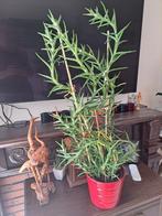 bijzonder soort aloe vera, Ophalen, Overige soorten, Minder dan 100 cm