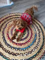 Prachtig dwerg poedel teefje, Dieren en Toebehoren, Honden | Chihuahua's en Gezelschapshonden, Poedel, 15 weken tot 1 jaar, CDV (hondenziekte)