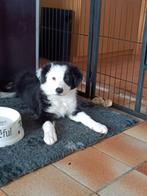 Border collie pup nog 1 reu beschikbaar, 8 tot 15 weken, Collie, Meerdere, Meerdere dieren