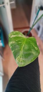 Montera mint, Huis en Inrichting, Kamerplanten, Ophalen of Verzenden, Halfschaduw, Minder dan 100 cm