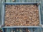Verse Biologische Walnoten te Koop, Tuin en Terras, Planten | Bomen, Ophalen, Volle zon, Overige soorten, Minder dan 100 cm