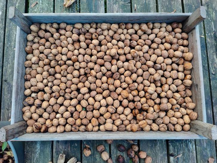 Verse Biologische Walnoten te Koop, Tuin en Terras, Planten | Bomen, Overige soorten, Minder dan 100 cm, Volle zon, Ophalen