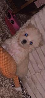 Maltipoo teefje, Overige rassen, 8 tot 15 weken, Teef, Eén hond