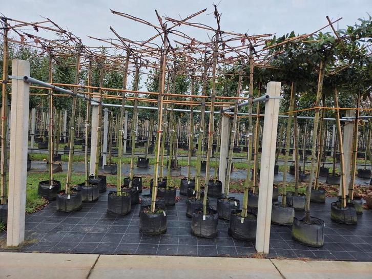 Amberboom dakvorm., Tickets en Kaartjes, Recreatie | Dierentuinen, Eén persoon, Ticket of Toegangskaart