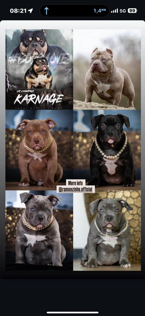American Bully Puppies te koop!!!, Dieren en Toebehoren, Honden | Bulldogs, Pinschers en Molossers, Geslacht onbekend, Overige rassen