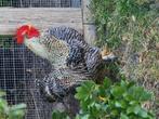 Hanen gratis af te halen, Dieren en Toebehoren, Pluimvee, Mannelijk, Kip
