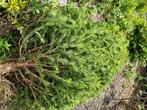 taxus gratis afhalen, al uitgegraven, Tuin en Terras, Planten | Struiken en Hagen, Ophalen, Taxus, Struik, 100 tot 250 cm