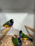 Te koop gouldamadine, Dieren en Toebehoren, Vogels | Overige Vogels, Mannelijk, Tropenvogel, Geringd