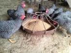 Amrock kippen., Dieren en Toebehoren, Pluimvee, Kip, Vrouwelijk