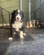 Border Collie pups zwart wit, Dieren en Toebehoren, Honden | Herdershonden en Veedrijvers, Reu, 8 tot 15 weken, Collie, Meerdere