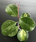 Hoya Obovata variegated Splash, Overige soorten, Minder dan 100 cm, Ophalen of Verzenden, Halfschaduw
