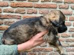 Oudduitse herder pups, 2 reutjes beschikbaar, Reu, CDV (hondenziekte), 8 tot 15 weken, Meerdere