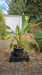 Strelitzia Reginae +/- 130cm, Ophalen, Overige soorten, In pot, 100 tot 150 cm